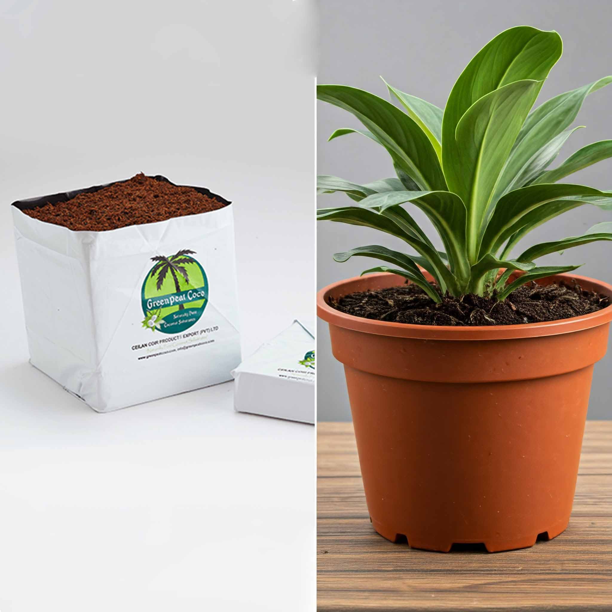 Coco Grow Bags vs. Plastic Pots