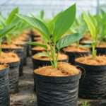 Coir Cultivation A Comprehensive Grower’s Guide