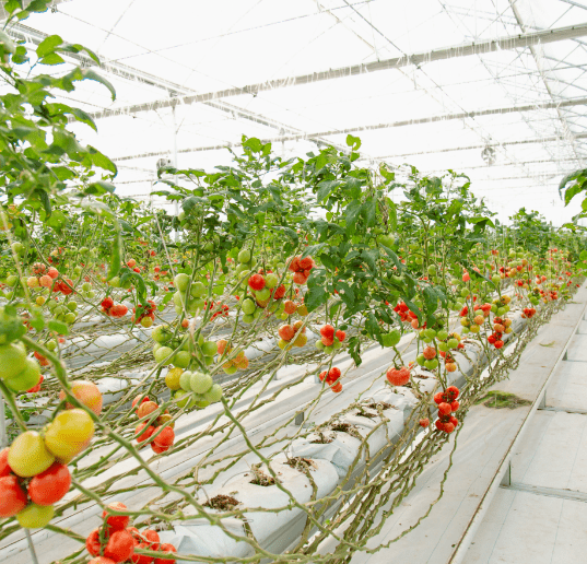 Grow Bags in Greenhouses